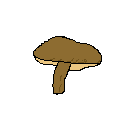 shiitake_mushroom